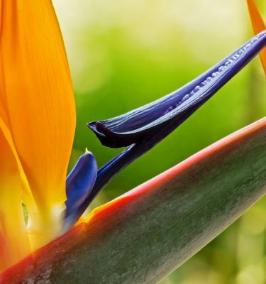 How To Grow & Care For Bird Of Paradise Plants - Love The Garden